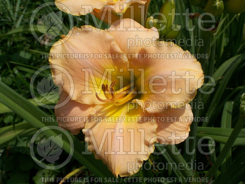 Hemerocallis Ming Porcelain (Daylily) 1