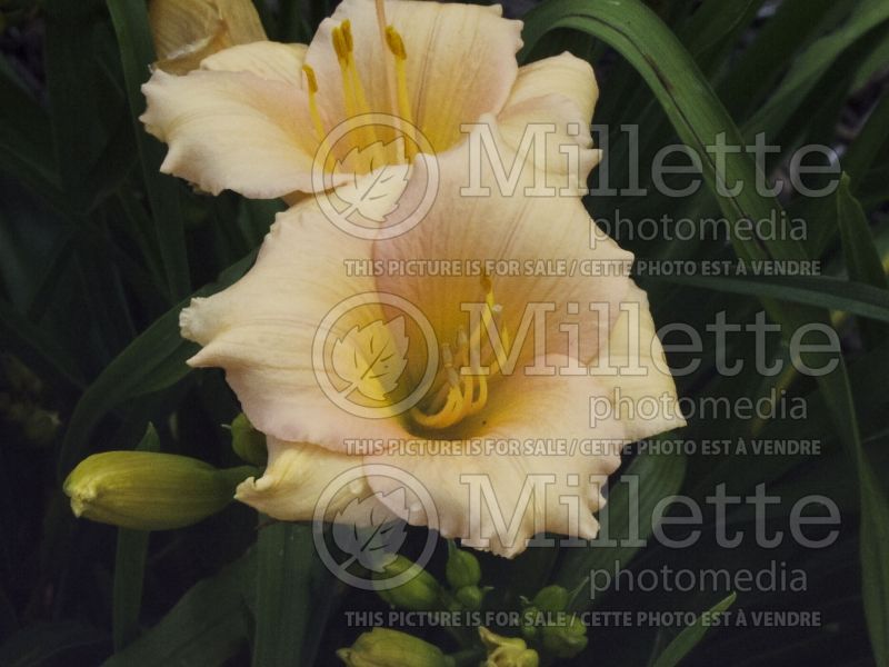 Hemerocallis Mini Pearl (Daylily) 1 