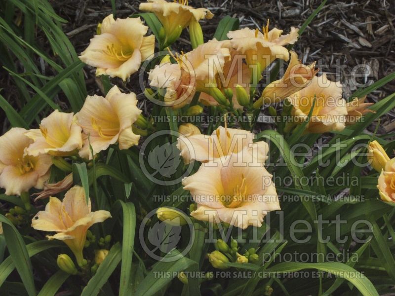 Hemerocallis Mini Pearl (Daylily) 2 