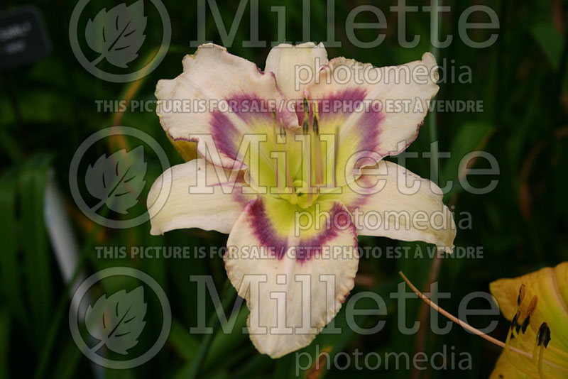 Hemerocallis Mokan Butterfly (Daylily) 1