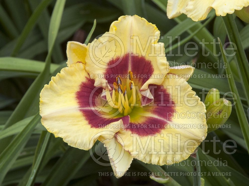 Hemerocallis Monterrey Jack (Daylily) 1 