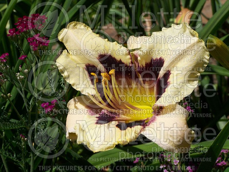 Hemerocallis Moonlit Masquerade (Daylily) 1