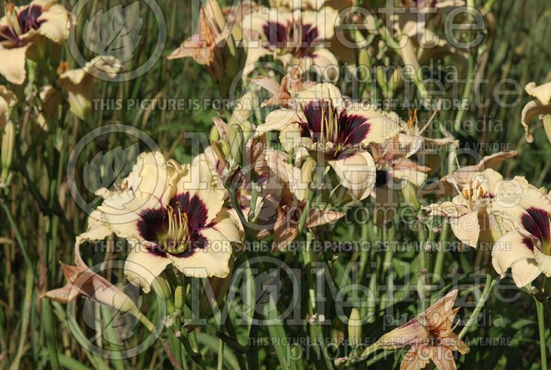 Hemerocallis Moonlit Masquerade (Daylily)  2