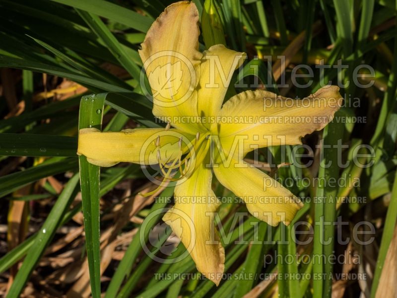 Hemerocallis Mormon Spider (Daylily) 1 