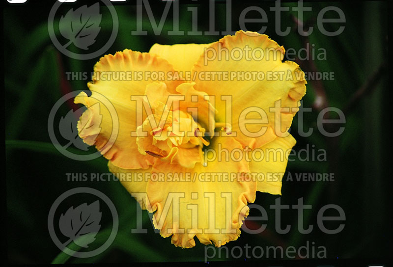 Hemerocallis Most Happy Fellow (Daylily) 1 