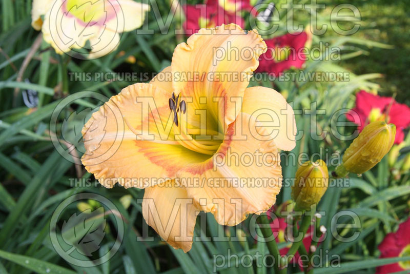 Hemerocallis Mrs. London's Apricot Tart (Daylily) 1 