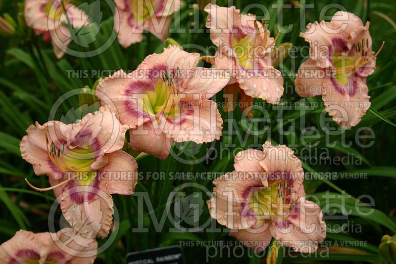 Hemerocallis Mystical Rainbow (Daylily)  2