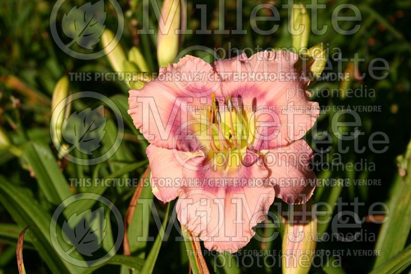 Hemerocallis Mystical Rainbow (Daylily)  1