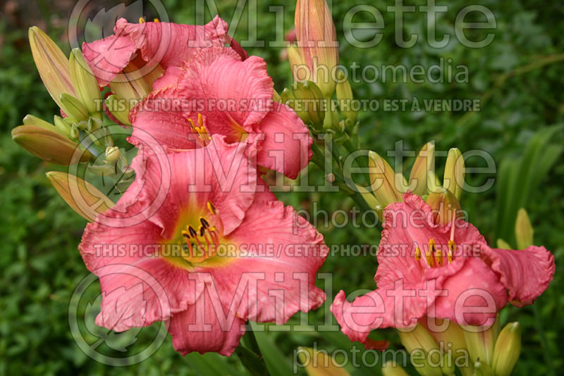 Hemerocallis My Sweet Rose (Daylily) 1