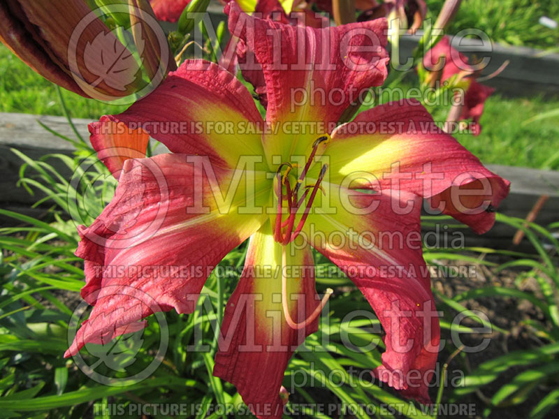 Hemerocallis Nathan Sommers (Daylily) 1 