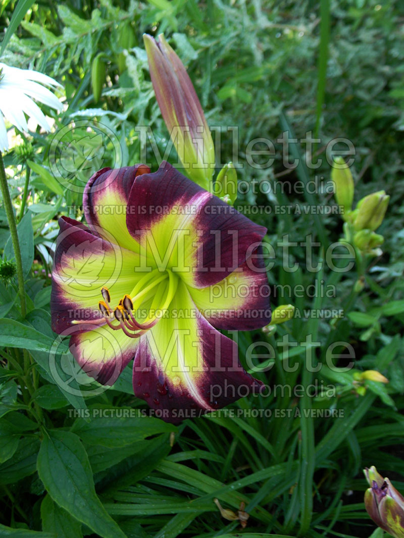 Hemerocallis Night Beacon (Daylily)   7