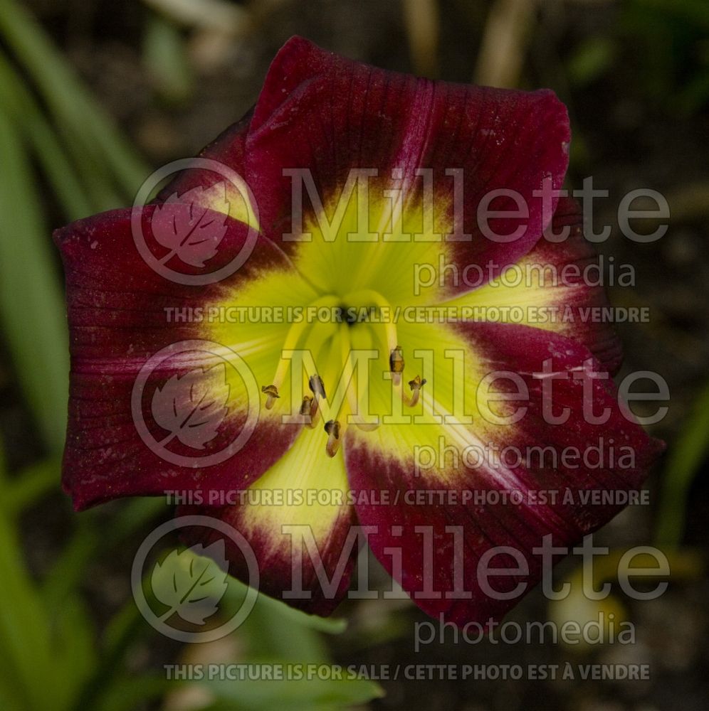 Hemerocallis Night Beacon (Daylily) 1 