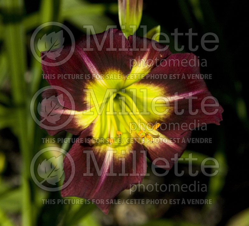 Hemerocallis Night Beacon (Daylily) 3 