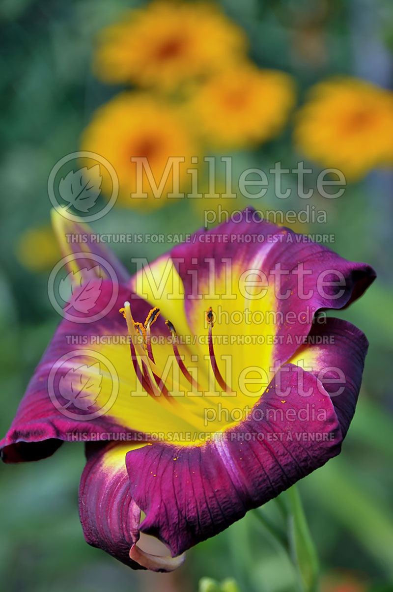 Hemerocallis Night Beacon (Daylily) 4 