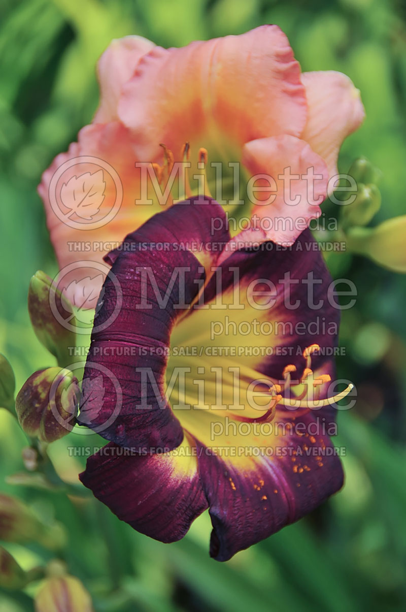 Hemerocallis Night Beacon (Daylily) 6 