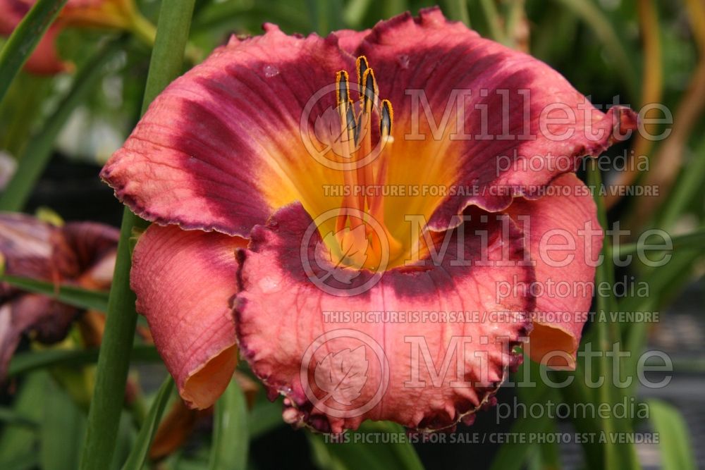 Hemerocallis Night Coming (Daylily) 1 