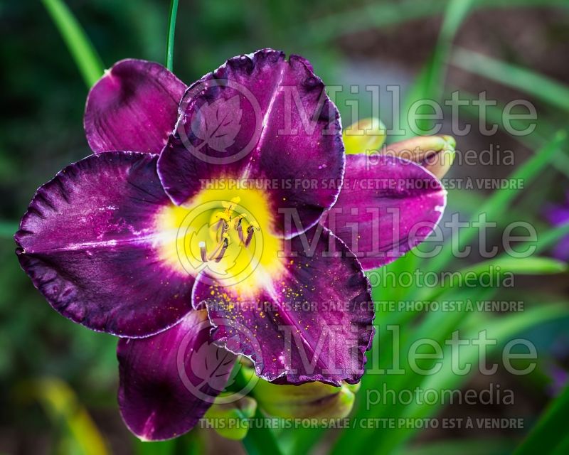 Hemerocallis Night Rapture (Daylily) 2 