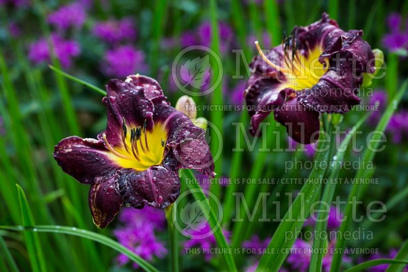 Hemerocallis Night Rapture (Daylily) 3 