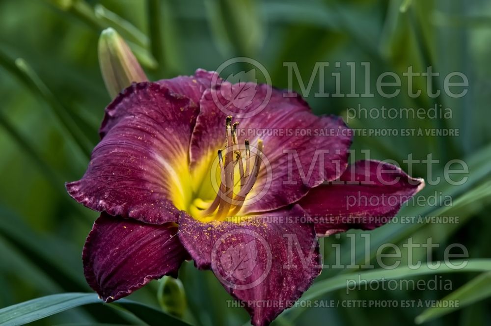 Hemerocallis Nordic Night (Daylily) 1 