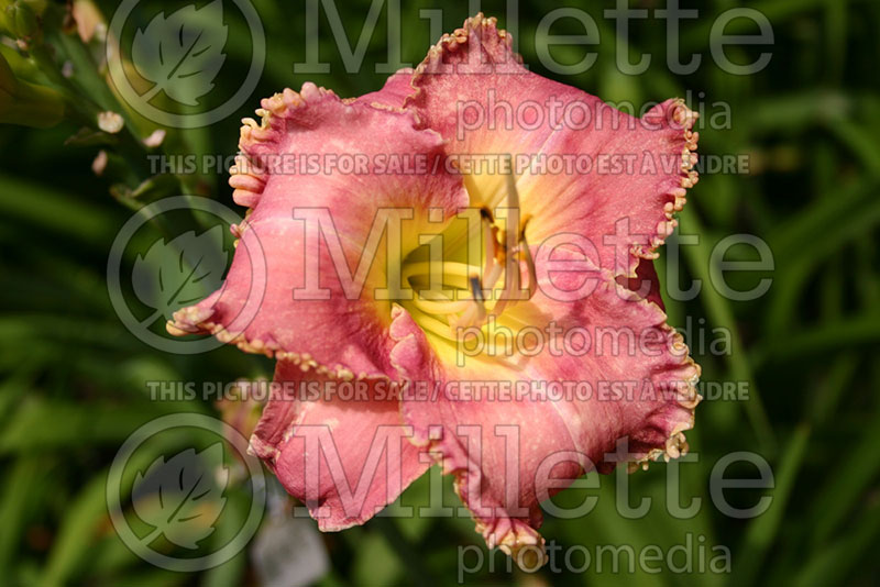 Hemerocallis Northern Fancy (Daylily)  1