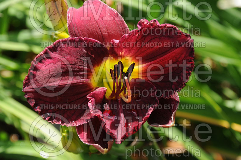 Hemerocallis Nosferatu or Trophytaker (Daylily) 2 