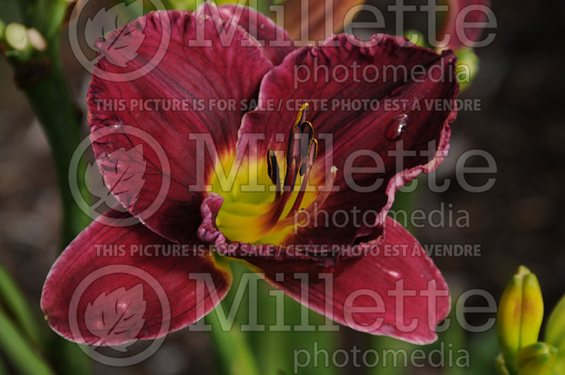 Hemerocallis Nosferatu or Trophytaker (Daylily) 1 