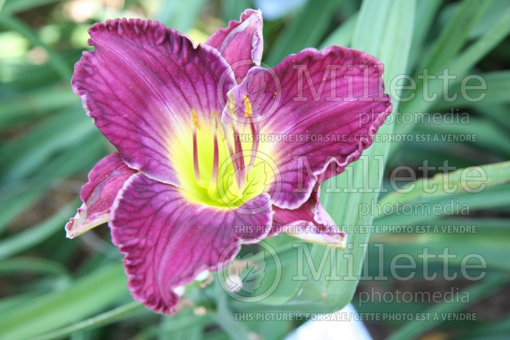 Hemerocallis Ohio Sunset (Daylily) 1 