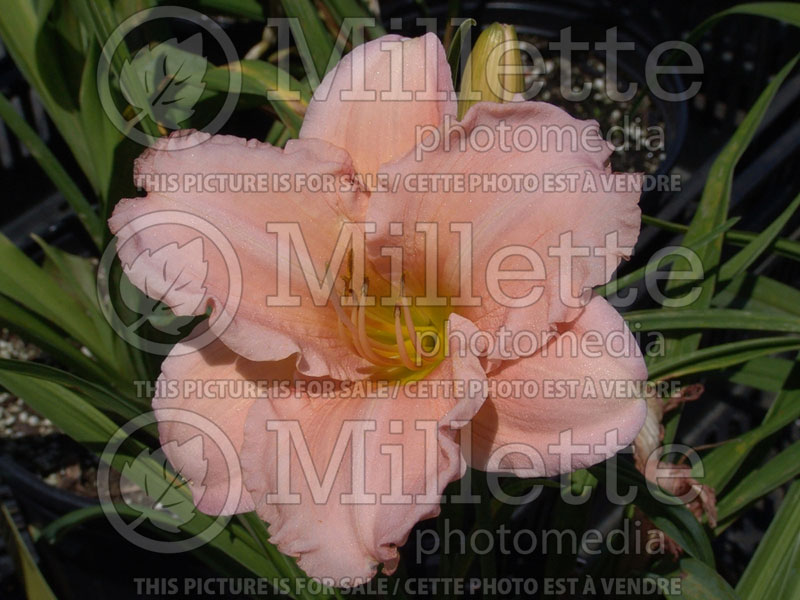 Hemerocallis On And On (Daylily) 2 