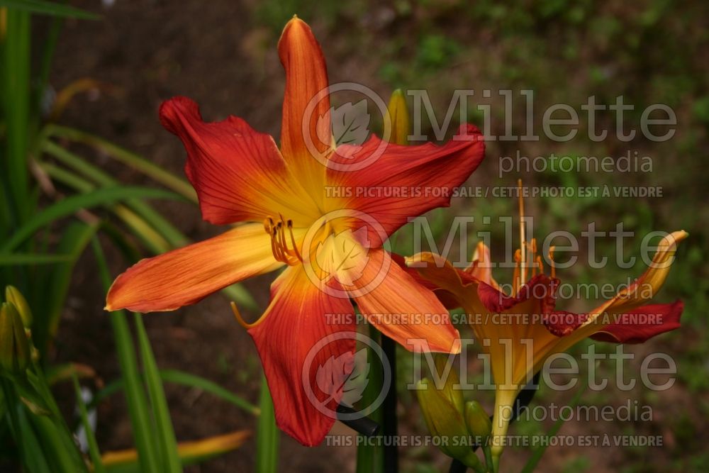 Hemerocallis Open Hearth (Daylily) 1 