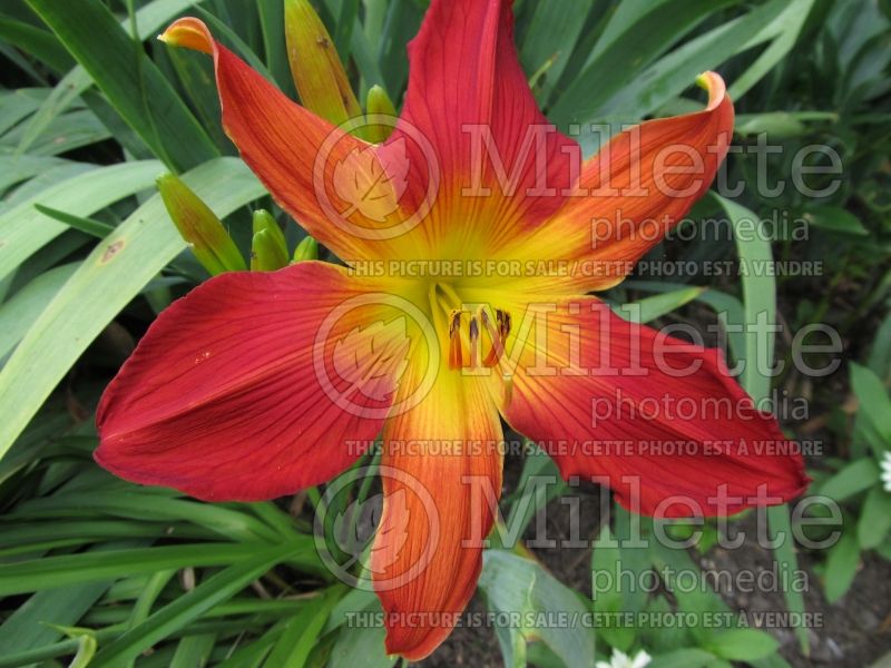 Hemerocallis Open Hearth (Daylily) 2 