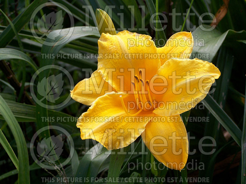 Hemerocallis Orange Bowl (Daylily) 1