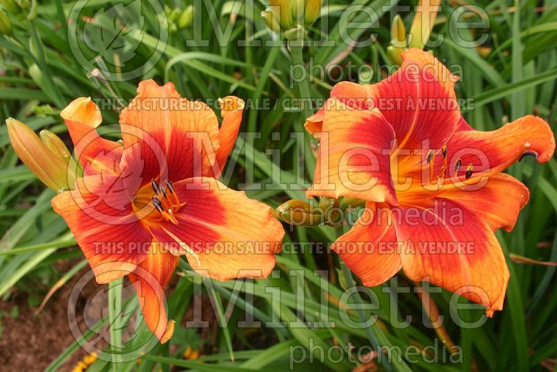 Hemerocallis Outrageous (Daylily) 1