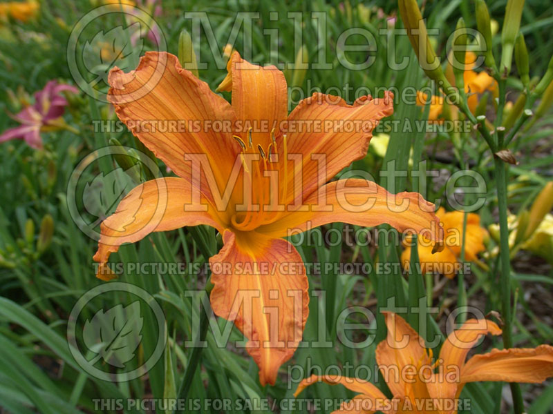 Hemerocallis Painted Lady (Daylily) 1 