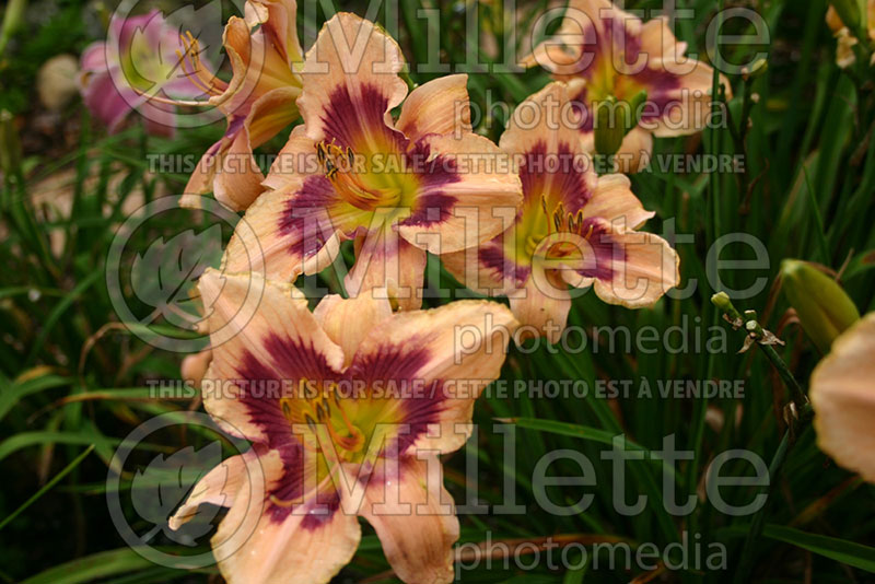 Hemerocallis Paper Butterfly (Daylily) 1