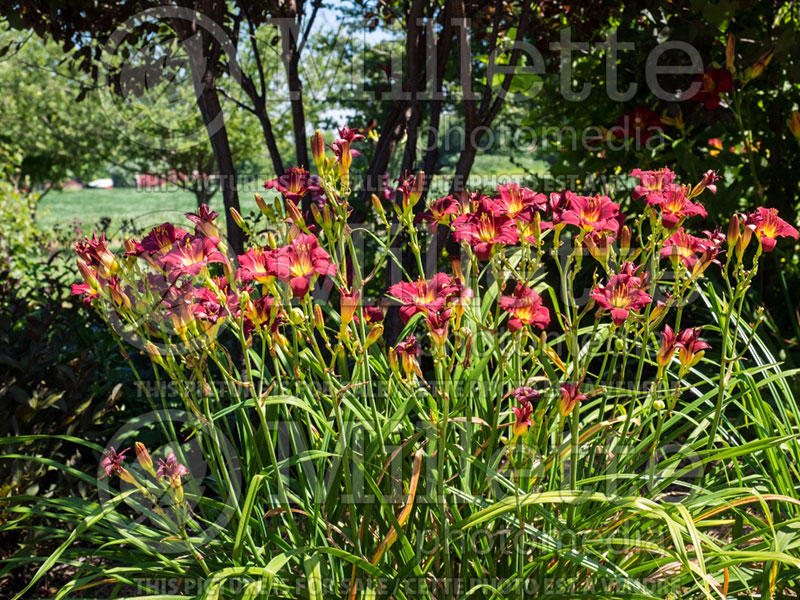 Hemerocallis Pardon Me (Daylily) 5 