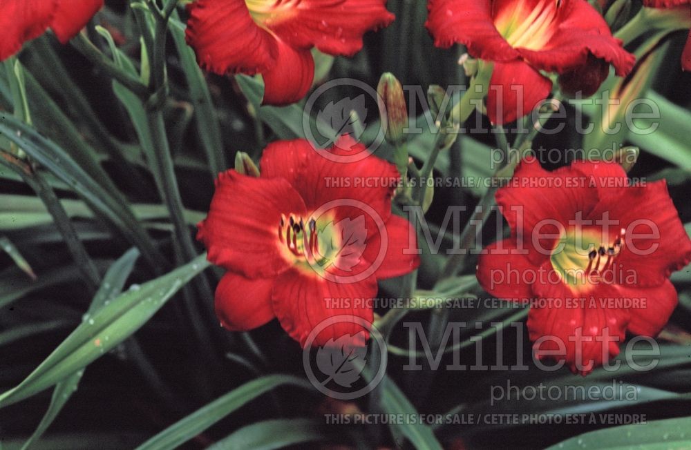 Hemerocallis Pardon Me (Daylily) 1 