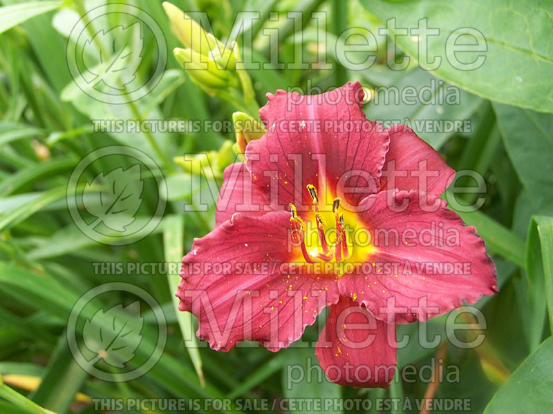 Hemerocallis Pardon Me (Daylily) 2 