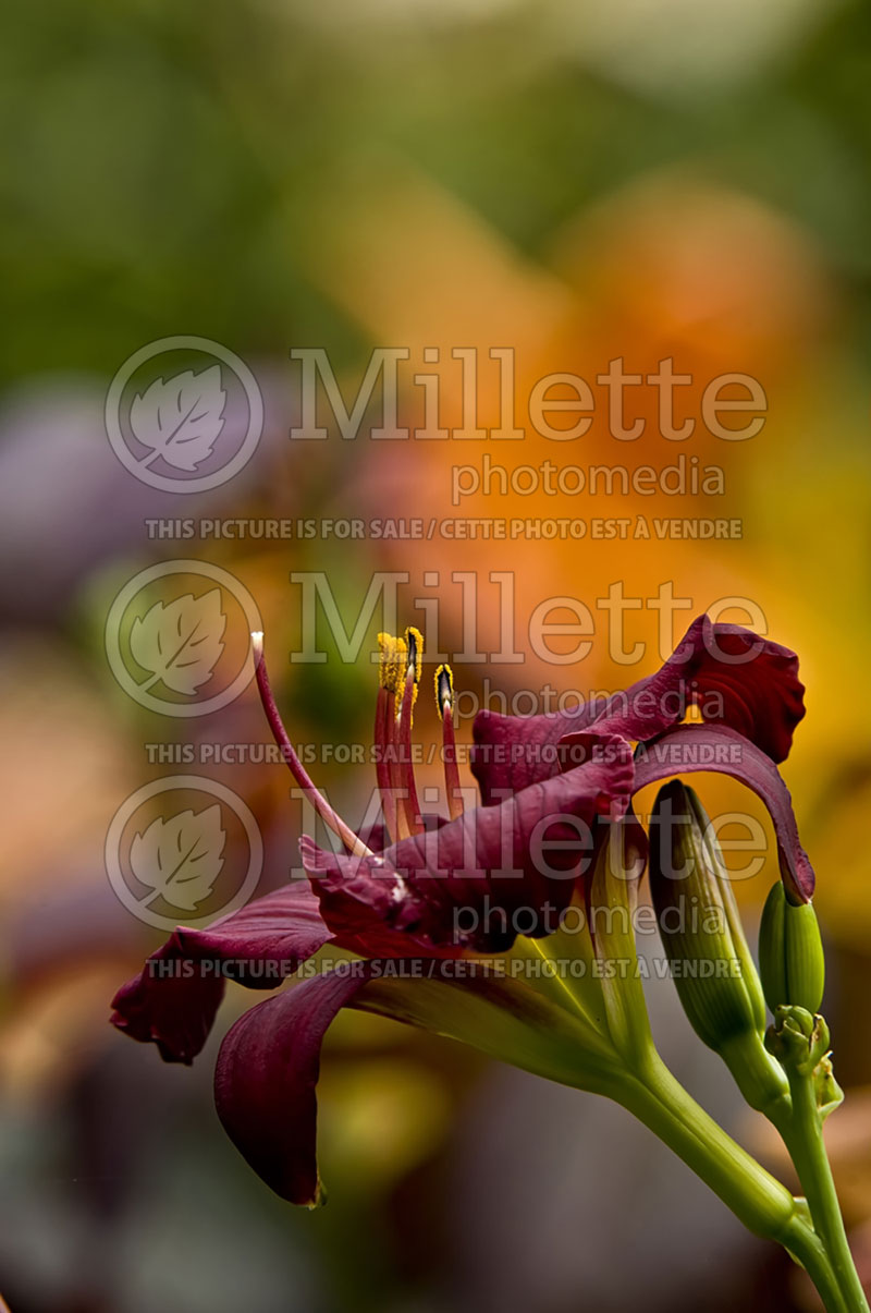 Hemerocallis Pardon Me (Daylily) 4 