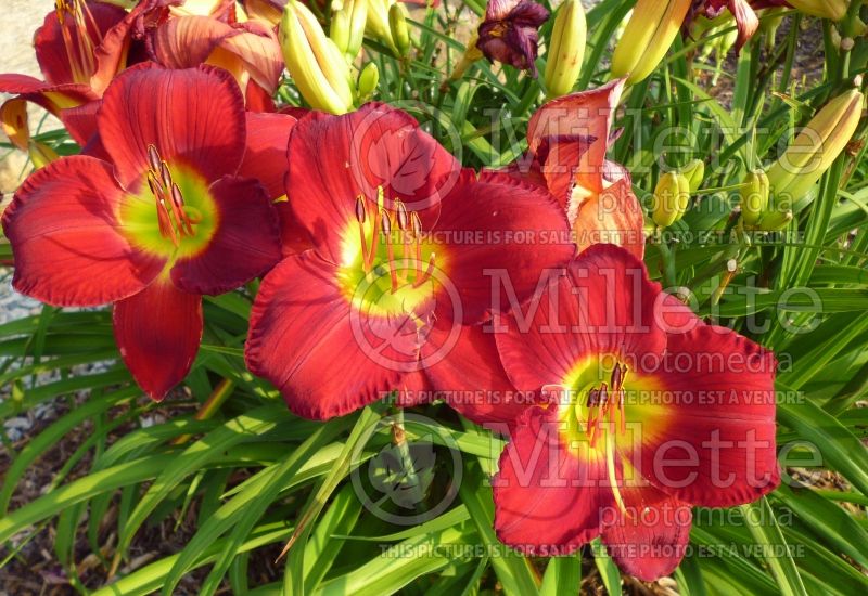 Hemerocallis Pardon Me (Daylily) 7 