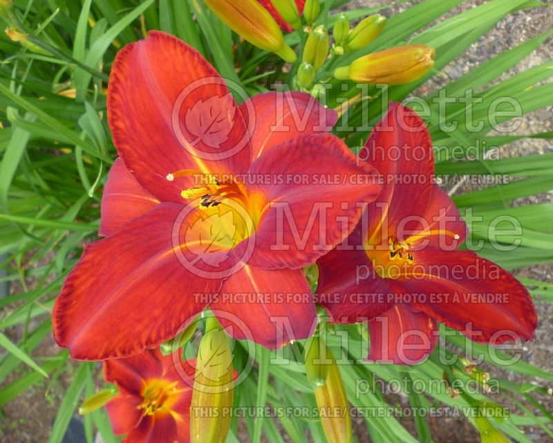 Hemerocallis Pardon Me (Daylily) 6 