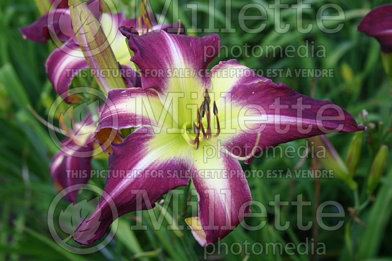 Hemerocallis Peacock Maiden (Daylily) 1