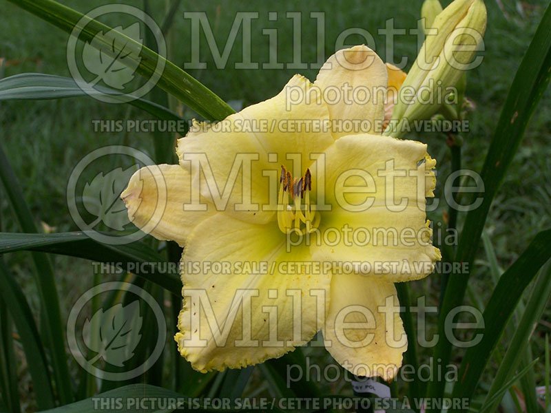 Hemerocallis Pearls and Gold (Daylily) 1