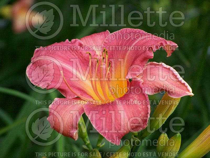 Hemerocallis Persian Market (Daylily) 1