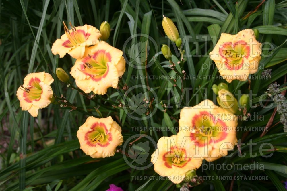 Hemerocallis Pimiento Pepper (Daylily) 1