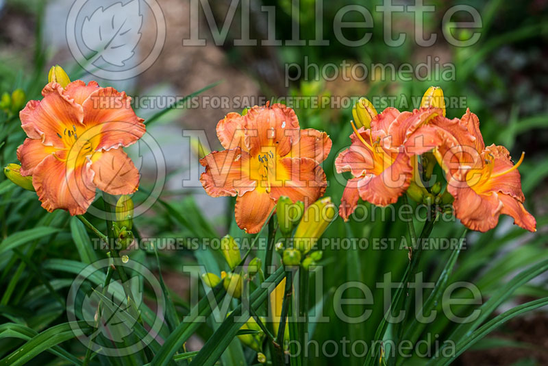 Hemerocallis Pinatubo (Daylily) 1 