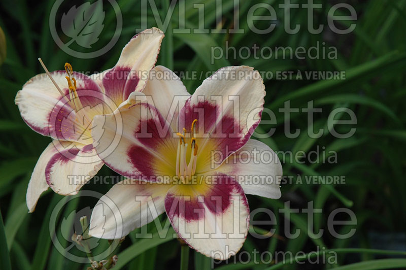 Hemerocallis Pirate's Patch (Daylily) 1  