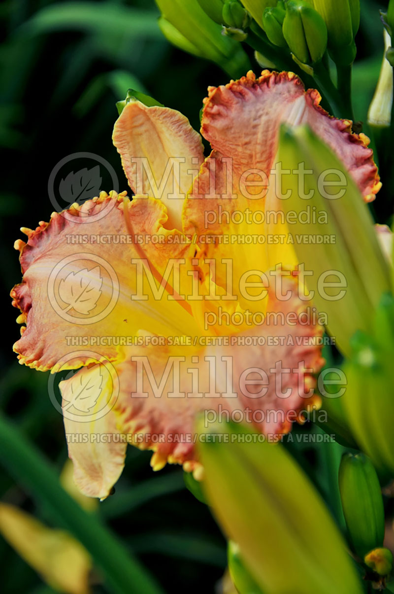 Hemerocallis Pizza Crust (Daylily) 3 