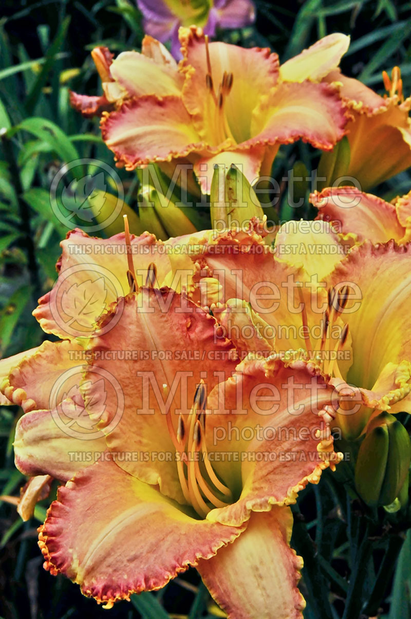 Hemerocallis Pizza Crust (Daylily) 4 