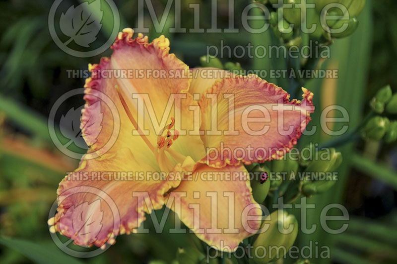 Hemerocallis Pizza Crust (Daylily) 1 