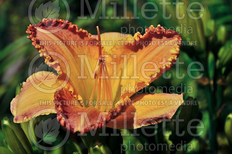 Hemerocallis Pizza Crust (Daylily) 2 